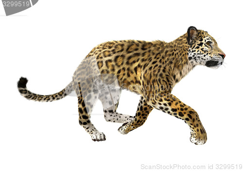 Image of Jaguar