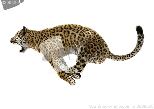 Image of Jaguar