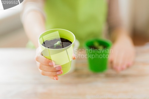 Image of close up of woman hand holding pot with sprout