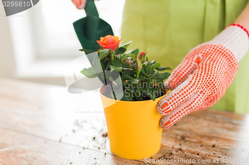 Image of close up of woman hands planting roses in pot