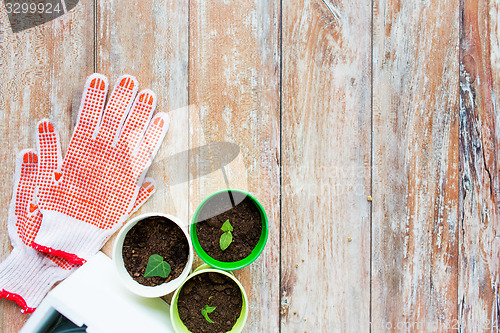 Image of close up of seedlings and garden gloves