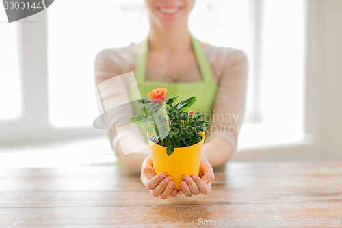 Image of close up of woman hands holding roses bush in pot