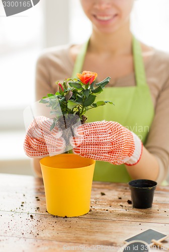 Image of close up of woman hands planting roses in pot