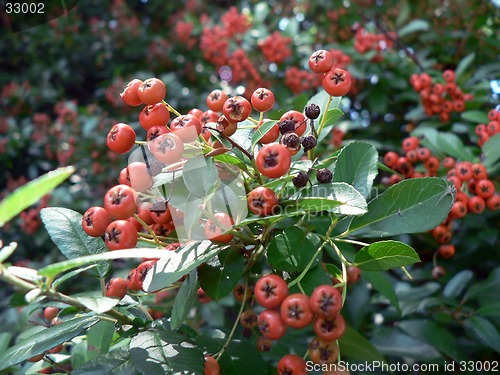 Image of Red Berries