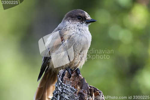 Image of siberian jay