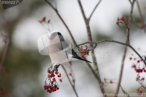 Image of female bullfinch