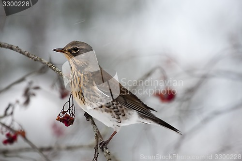 Image of fieldfare