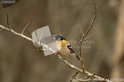 Image of brambling