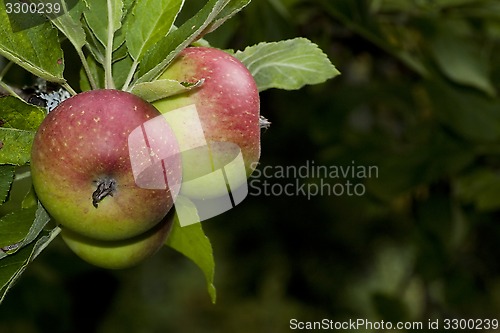 Image of apples