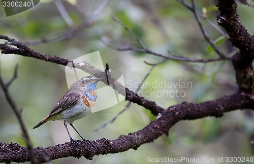 Image of bluethroat