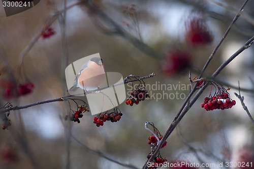 Image of male bullfinch