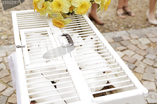 Image of Wedding doves white