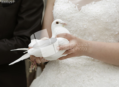 Image of Bride with white dove