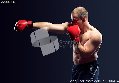 Image of Young Boxer boxing 