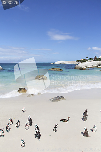 Image of Penguins, Cape Town 