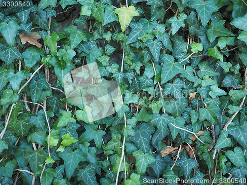 Image of Green ivy background
