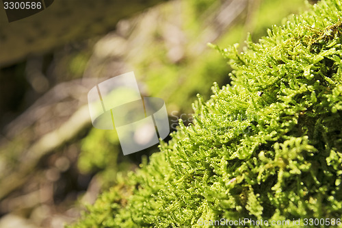 Image of Moss Breitenstein Bavaria Alps