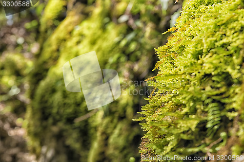 Image of Moss Breitenstein Bavaria Alps