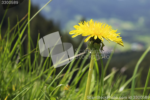 Image of Dandelion Breitenstein Bavaria Alps