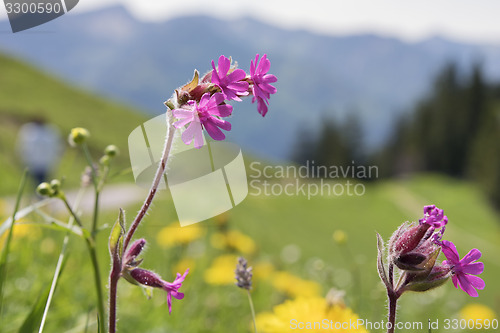 Image of Wild flower Breitenstein Bavaria Alps