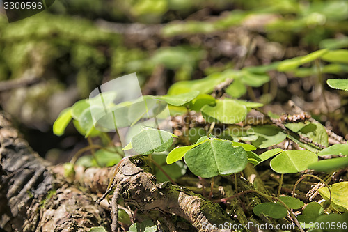 Image of Clover Breitenstein Bavaria Alps