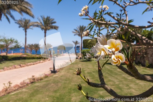 Image of white frangipani flowers with leaves