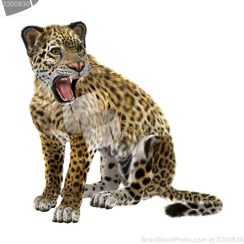 Image of Jaguar