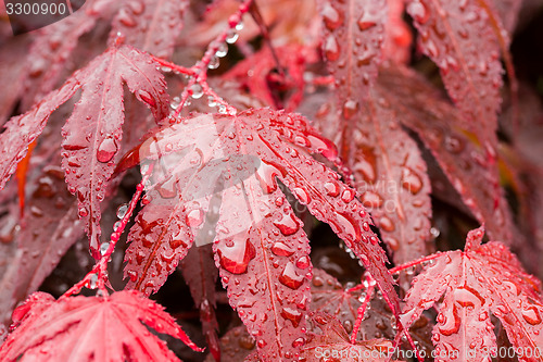 Image of water drops on red mapple leaf 