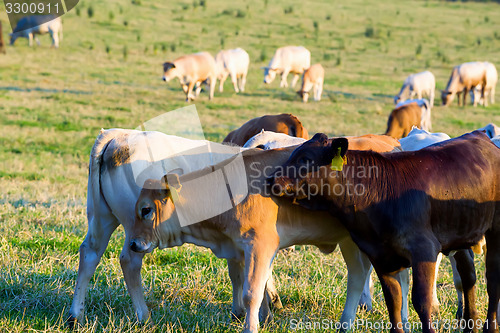 Image of Herd of cows at summer green field