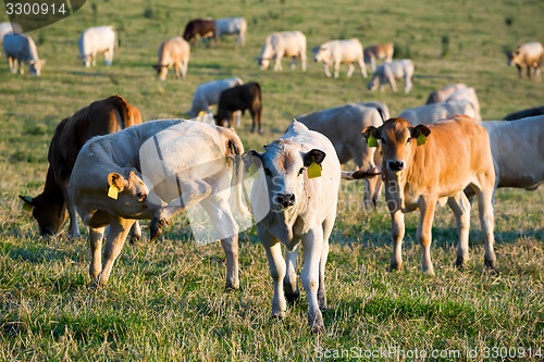 Image of Herd of cows at summer green field