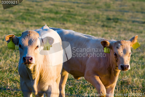 Image of Herd of cows at summer green field