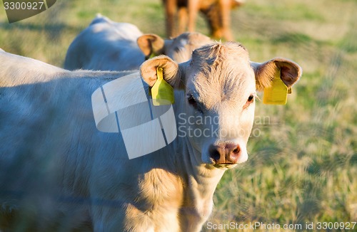 Image of Herd of cows at summer green field