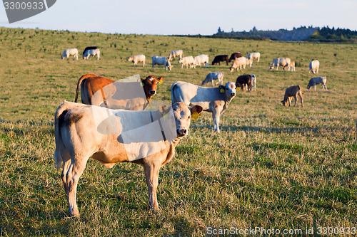 Image of Herd of cows at summer green field