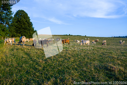 Image of Herd of cows at summer green field