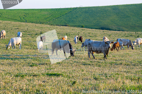 Image of Herd of cows at summer green field