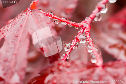 Image of water drops on red mapple leaf 