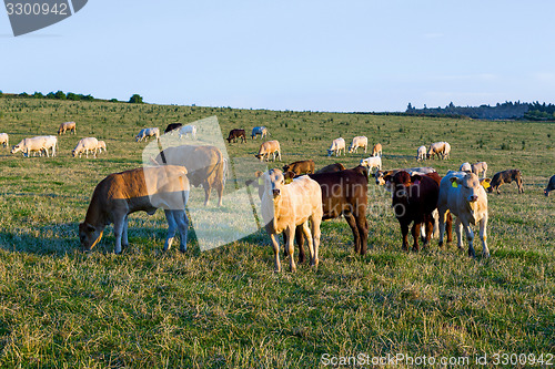 Image of Herd of cows at summer green field