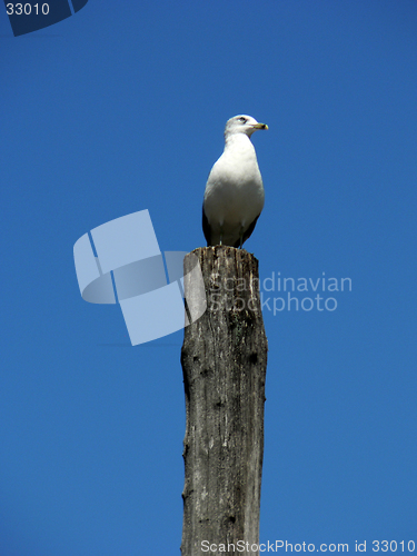 Image of Seagull - Distant