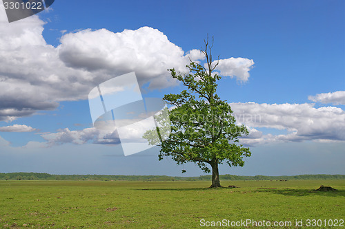 Image of Tree on green field