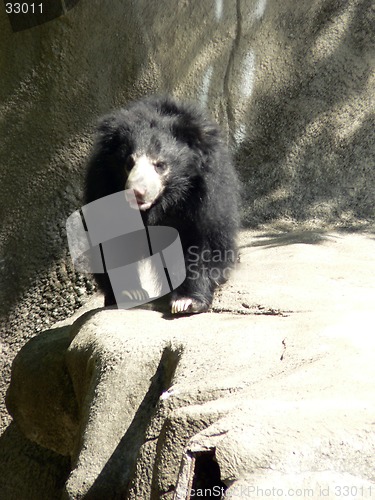 Image of Sloth Bear 1