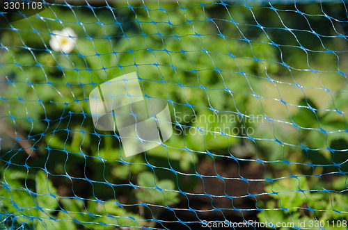 Image of Garden protection net