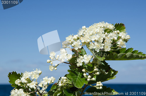 Image of White flowers by the coast