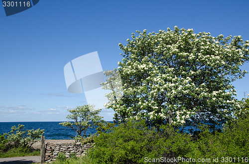 Image of Blossom tree at blue water