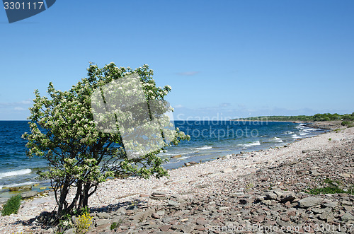 Image of Blossom tree at a bay with blue water