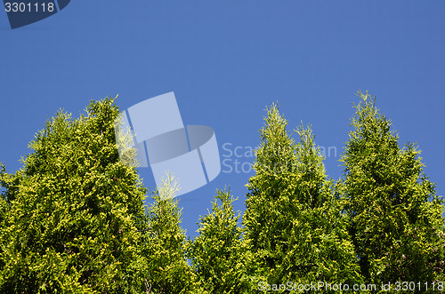 Image of Thuja hedge at blue sky