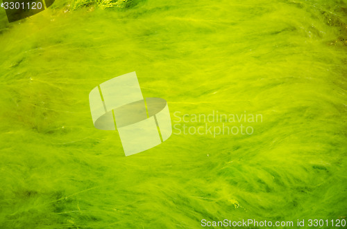 Image of Smooth green seaweed