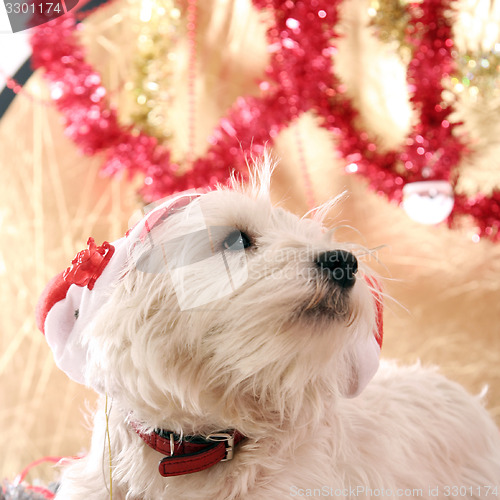 Image of Westie