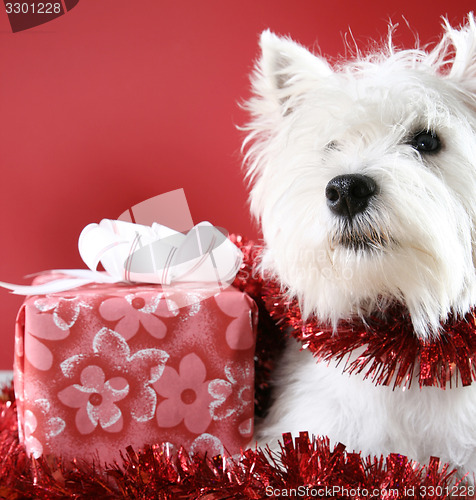 Image of White puppy