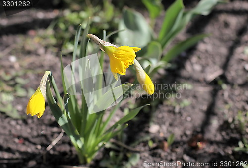 Image of narcissus flowers