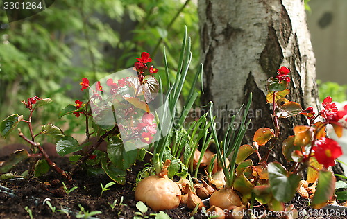 Image of small garden